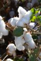 Cotton field near Phoenix, Arizona, USA.