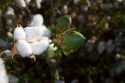 Cotton field near Phoenix, Arizona, USA.