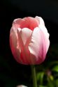 Pink tulip bloom.