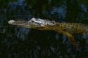 American alligator in the everglades of Florida, USA.
