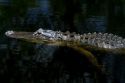 American alligator in the everglades of Florida, USA.