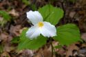 White trillium flower growing wild on the forest floor of Michigan, USA.