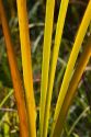 Close up of cattail fronds in Boise, Idaho, USA.