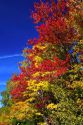 Fall foliage on a rural backroad north of Stowe, Vermont, USA.