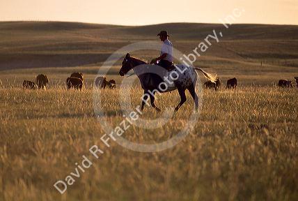 Rancher Buck Holmes riding a horse looking after his cattle in Wyoming.