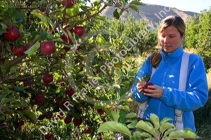 A woman picks apples in an orchard near Emmett, Idaho. MR