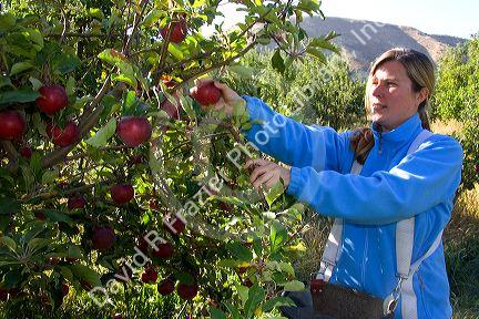 A woman picks apples in an orchard near Emmett, Idaho. MR