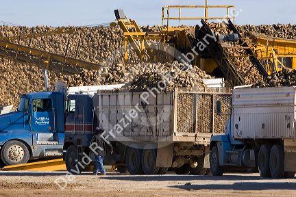 Trucks unloading harvested sugar beets into collective piles at Mountain Home, Idaho.