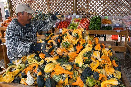 A mexican farm worker with harvested gourds at a farmers market in Fruitland, Idaho.