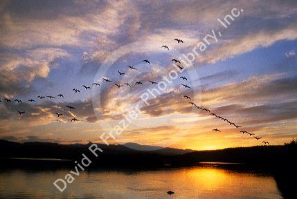 Geese fly at sunset in Idaho along the Snake River.