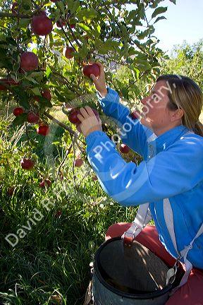 A woman picks apples in an orchard near Emmett, Idaho. MR