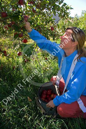 A woman picks apples in an orchard near Emmett, Idaho. MR