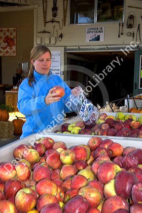 A woman shops for apples at a farmers market in Canyon County, Idaho. MR