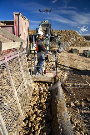 Trucks dump harvested sugar beets in Mountain Home, Idaho.