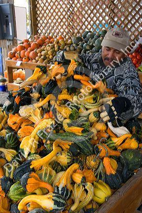 A mexican farm worker with harvested gourds at a farmers market in Fruitland, Idaho.