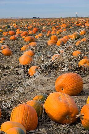 A pumpkin patch in Fruitland, Idaho.