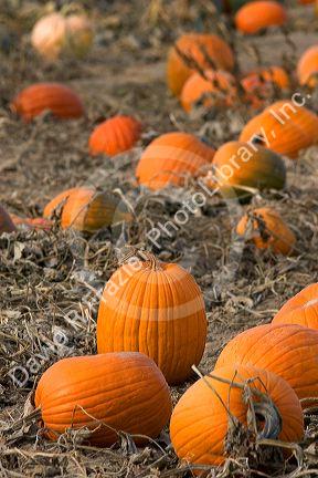 A pumpkin patch in Fruitland, Idaho.