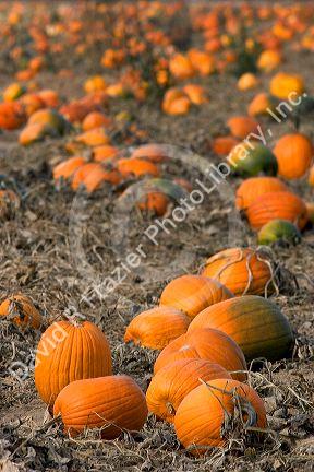 A pumpkin patch in Fruitland, Idaho.