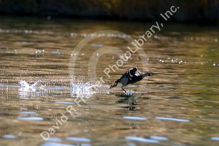 A coot running on the water in Idaho.