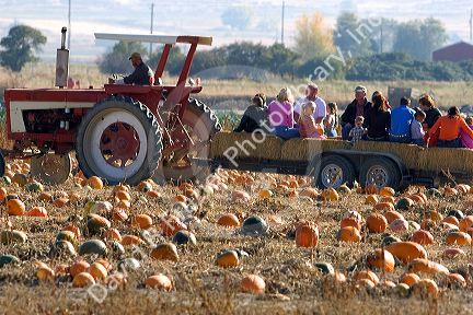 A tractor hauling people through a pumpkin patch in Fruitland, Idaho.