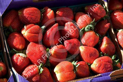 Strawberries being sold at a farmers market south of Tavares, Florida.