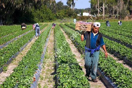 Workers harvesting strawberries near Plant City, Florida.