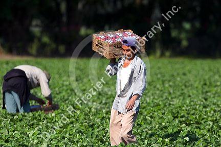 Workers harvesting strawberries near Plant City, Florida.