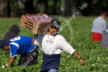 Workers harvesting strawberries near Plant City, Florida.