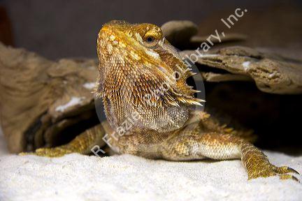 Bearded dragon lizard.