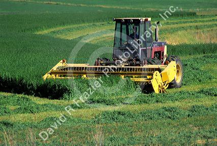 A swather harvesting alfalfa hay in Idaho.