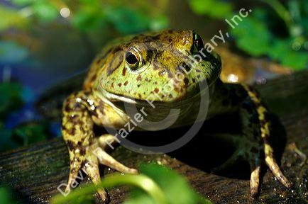 Bull frog.
