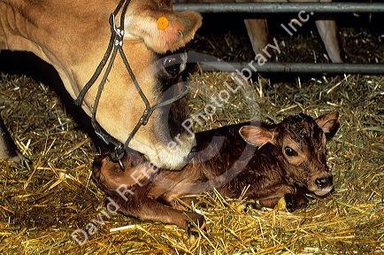 A cow with her newborn calf.