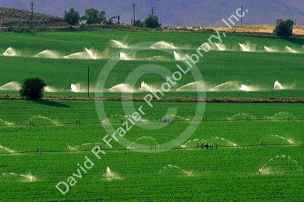 Sprinkler irrigation on an alfalfa field near Glenns Ferry, Idaho.