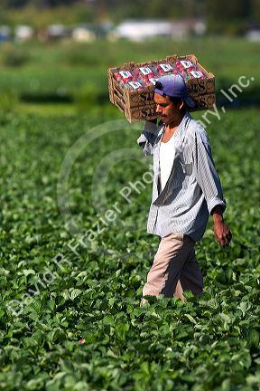Workers harvesting strawberries near Plant City, Florida.