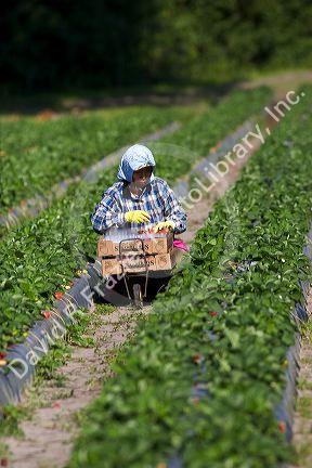 Workers harvesting strawberries near Plant City, Florida.