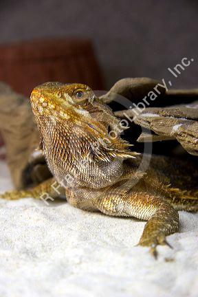 Bearded dragon lizard.