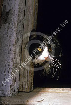 A domestic black and white cat.