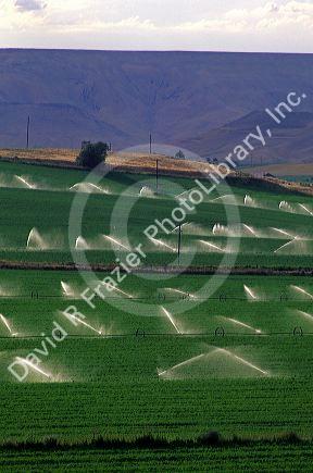 Sprinkler irrigation on an alfalfa field near Glenns Ferry, Idaho.