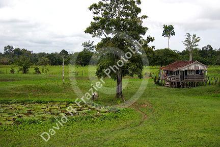 A farm house in the Amazon jungle near Manaus, Brazil.