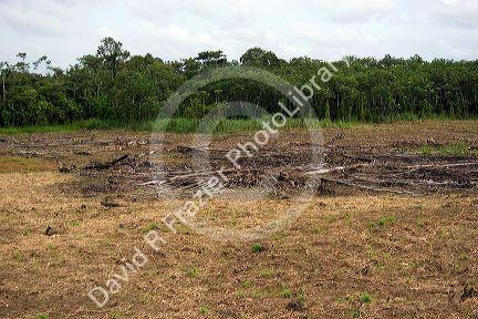 Amazon jungle cleared for farming south of Manaus, Brazil.