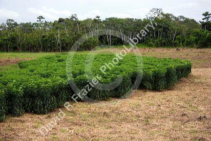 A crop of manioc growing on a rural farm in the Amazon jungle south of Manaus, Brazil.