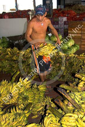 Bananas being prepared for sale at a market in Manaus, Brazil.