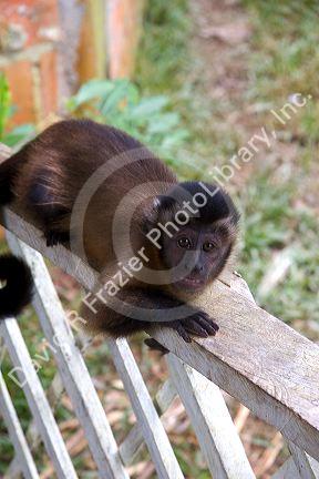 A capuchin monkey at a lodge in the Amazon jungle near Manaus, Brazil.