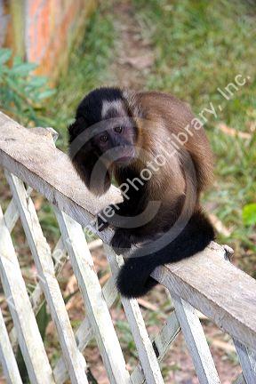 A capuchin monkey at a lodge in the Amazon jungle near Manaus, Brazil.