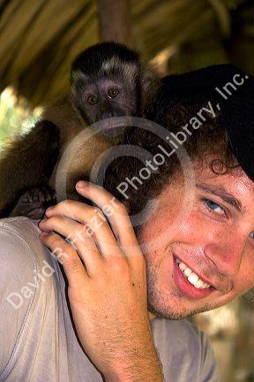 A capuchin monkey sitting on the shoulder of a guest at a lodge in the Amazon jungle near Manaus, Brazil.
