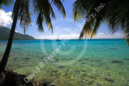 Lagoon and palm trees on the island of Moorea.