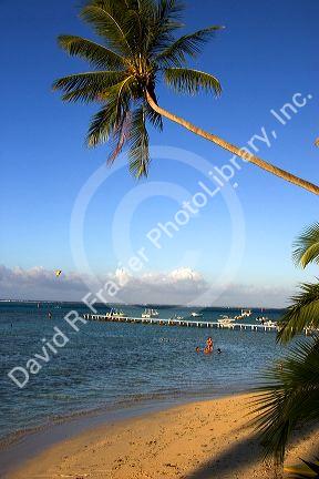 Beach scene with lagoon and palm trees on the island of Moorea.