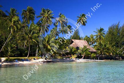 The lagoon in front of the Tipaniers Hotel on the island of Moorea.