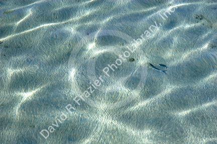 Clear water and sandy bottom of lagoon on the island of Moorea.