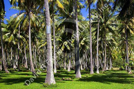 A coconut palm tree grove on the island of Moorea.